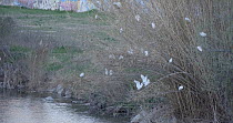 Cattle egrets (Bubulcus ibis) gathering at roosting site for the night, Barcelona, Spain, December.