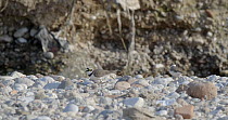 Pair of Little ringed plover (Charadrius dubius) searching for food, Barcelona, Spain, June.