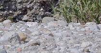 A pair of Little ringed plover (Charadrius dubius) mating, Barcelona, Spain, June.