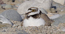 Little ringed plover (Charadrius dubius) repositioning eggs and incubating them, Barcelona, Spain, May.