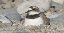 Little ringed plover (Charadrius dubius) arriving at nest with four eggs, Barcelona, Spain, May.