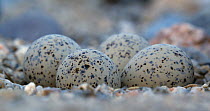 Little ringed plover (Charadrius dubius) eggs on nest and adult sitting to incubate, Barcelona, Spain, May.