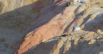 Male Crested lark (Galerida cristata) singing on a gravel pit, Cuenca, Spain, June.