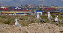 Group of Audouin's gull (Larus audouinii) in a breeding colony, Tarragona, Spain, June.