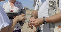 Audouin's gull (Larus audouinii) chick ringing procedure, Tarragona, Spain, June.