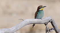 European bee-eater (Merops apiaster) arriving and killing and eating an insect, Cuenca, Spain, June.