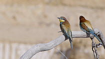Male European bee-eater (Merops apiaster) killing insect and transferring to female, Cuenca, Spain, June.