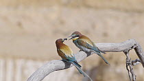 Male European bee-eater (Merops apiaster) leaving perch, capturing insect and then offering it to female, Cuenca, Spain, June.