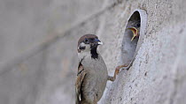 Tree sparrow (Passer montanus) visiting nest to feed chicks, Barcelona, Spain, July.