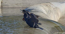 Two Great cormorants (Phalacrocorax carbo) drying their wings, another tries to join but falls down the dam, Barcelona, Spain, November.
