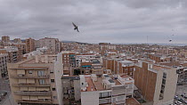 Eurasian crag martins (Ptyonoprogne rupestris) returning to winter roosts in buildings, a new behaviour, Barcelona, Spain, February.