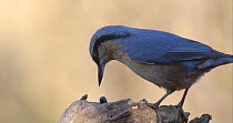Eurasian nuthatch (Sitta europaea) landing on log with sunflower seed in beak, places it on log and attempts to crack it open, Barcelona, Spain, November.