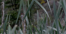 Male Reed warbler (Acrocephalus scirpaceus) singing on top of reed, Cuenca, Spain, March.
