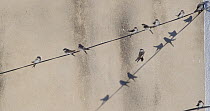 Common house martins (Delichon urbicum) perched on cables, Cuenca, Spain, August.