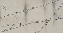 Group of Common house martins (Delichon urbicum) perched on cables, Cuenca, Spain, August.
