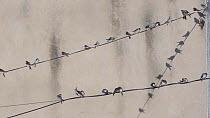 Group of Common house martins (Delichon urbicum) perched together on cables before all taking off, Cuenca, Spain, August.