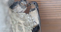 Barn swallow (Hirundo rustica) visiting nest to feed chicks, Barcelona, Spain, July.