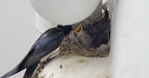 Barn swallow (Hirundo rustica) feeding chick, Barcelona, Spain, June.