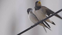 Two Barn swallow (Hirundo rustica) fledglings perched on a cable, parent flies in and feeds one chick while the other chick stretches its wings, Cuenca, Spain, August.