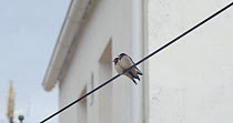 Two Barn swallow (Hirundo rustica) fledglings perched on a cable, parent flies in and gives one chick food, Cuenca, Spain, August.