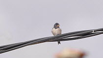 Barn swallow (Hirundo rustica) fledgling perched on a cable recieves food from its parent, Cuenca, Spain, July.