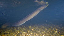 European eel (Anguilla anguilla) swimming in front of the camera at night, Barcelona, Spain, May.