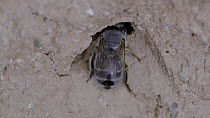 Female Solitary bee (Anthophora fulvitarsis) flying into nest entrance, Barcelona, Spain, April.