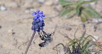 Male Solitary bee (Anthophora romandii) taking nectar from Grape hyacinth (Muscari neglectum) flowers, Barcelona, Spain, March.