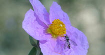 Hoverfly (Syrphidae sp.) nectaring from a white-leaved rock rose (Cistus albidus), Barcelona, Spain, April.