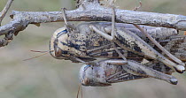 Pair of Migratory locust (Locusta migratoria) mating and then falling off branch, Barcelona, Spain, March.