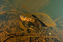 Irwin&#39;s turtle (Elseya irwini), large adult female found actively moving around in a deep pool of the North Johnstone River, downstream of Malanda, Far North Queensland, Australia. August. Cropped...