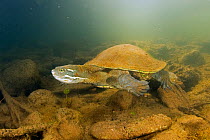 Krefft&#39;s river turtle (Emydura macquarii krefftii), adult actively moving along riverbed of the Mary River, Queensland, Australia. Cropped.
