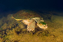 Mary river turtle (Elusor macrurus), full-sized adult male walking along deep riverbed, Mary River, Queensland, Australia. August. Cropped.