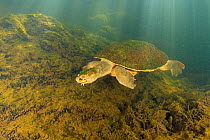 Mary river turtle (Elusor macrurus), adult male swimming after becoming aware of the photographer, Mary River, Queensland, Australia. August.