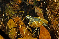 Northern yellow-faced turtle (Emydura tanybaraga), young juvenile resting in a sheltered spot in a shallow stretch of Berry Creek, Northern Territory, Australia. Cropped.