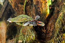Northern red-faced turtle (Emydura victoriae) young juvenile swimming amongst submerged pandanus, Manning River, Western Australia, June. Cropped.
