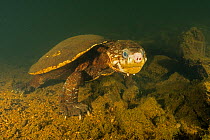 White-throated snapping turtle (Elseya albagula), large adult female with cataracts, found active, walking along the bottom of a deep pool in the upstream of the Mary River, Queensland, Australia. Aug...