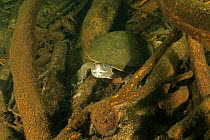 Northern snapping turtles (Elseya dentata), small adult at rest amongst woody debris at the bottom of a deep creek bed in the Daly region, Northern Territory, Australia. June. Cropped.