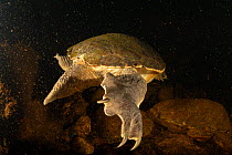 Rear view of a Northern long-neck turtle (Chelodina rugosa) swimming away in a small Adelaide River tributary at night, Northern Territory, Australia. May. Cropped image.