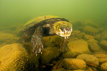 White-throated snapping turtle (Elseya albagula), adult female walking along the bottom of a rocky area in the Connors River, Queensland, Australia.