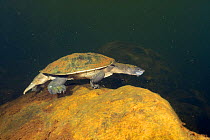 Northern snapping turtle (Elseya dentata) walking along the bottom of a deep, rocky creek, Katherine region, Northern Territory, June