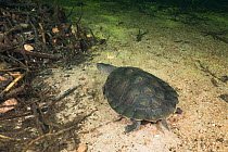 Northern snapping turtle (Elseya dentata) walking along the bottom of a deep, sandy creek, Daly region, Northern Territory,July