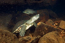 Northern snapping turtle (Elseya dentata), resting in an underwater cave shared with other northern snapping turtles and Sooty grunters Katherine region, Northern Territory, Australia. July.