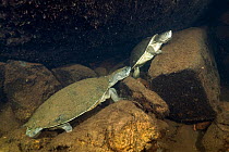 Northern snapping turtles (Elseya dentata), resting in an underwater cave shared with other northern snapping turtles, Katherine region, Northern Territory, Australia. July.