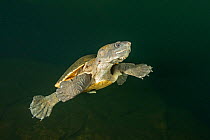 Northern snapping turtle (Elseya dentata) swimming, possibly surfacing for air, Daly region, Northern Territory, Australia. June..