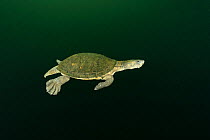 Northern snapping turtle (Elseya dentata) swimming away in mid-water column, Daly region, Northern Territory, Australia. June.