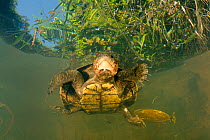 Looking up at Irwin&#39;s turtle (Elseya irwini), large adult female found on the surface, possibly breathing or warming up, North Johnstone River near Malanda, Australia. August.