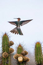Giant Hummingbird (Patagonia gigas) feeding on cactus flowers, Tilgo Island, La Serena, Humboldt Archipelago, Chile.