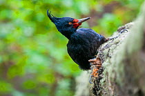 Magellanic woodpecker (Campephilus magellanicus) female feeding in southern beech (Nothofagus) forest, Beagle Channel, Patagonia, Argentina