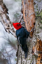 Magellanic woodpecker (Campephilus magellanicus) male feeding in southern beech (Nothofagus) forest, Beagle Channel, Patagonia, Argentina
